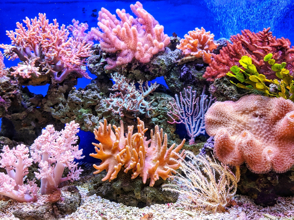 Conservación de Corales
