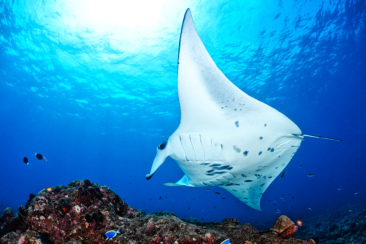 Manta ray in Indian Ocean - Maldives North Male Atoll